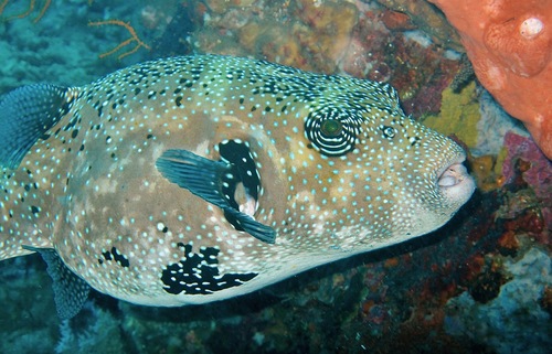Bluespotted Puffer (Arothron caeruleopunctatus)