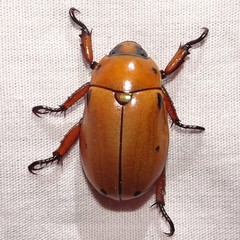 Pelidnota punctata