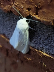 Spilosoma virginica