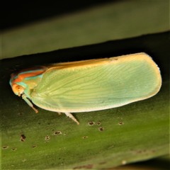 Ormenaria rufifascia