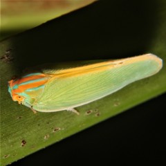 Ormenaria rufifascia