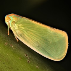 Ormenaria rufifascia