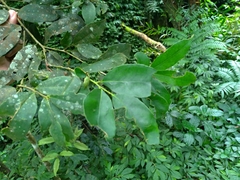 Ilex ficoidea