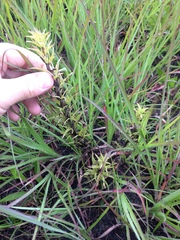 Castilleja sessiliflora