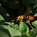 Vespa velutina floresiana - Photo (c) marcel-silvius, alguns direitos reservados (CC BY-NC)