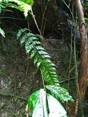 Asplenium cuneatiforme