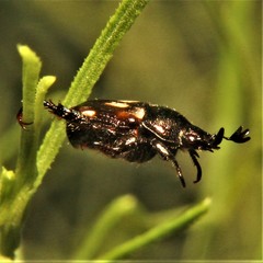 Strigoderma pygmaea