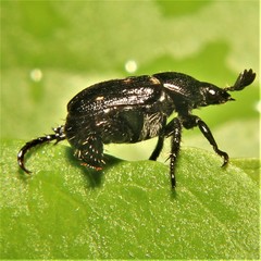 Strigoderma pygmaea