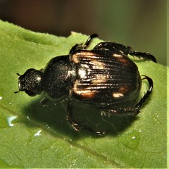 Strigoderma pygmaea