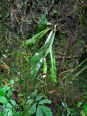 Asplenium griffithianum