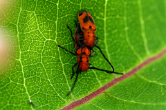 Tetraopes melanurus