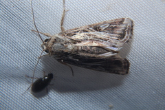 Spodoptera dolichos