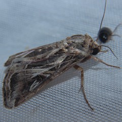 Spodoptera dolichos