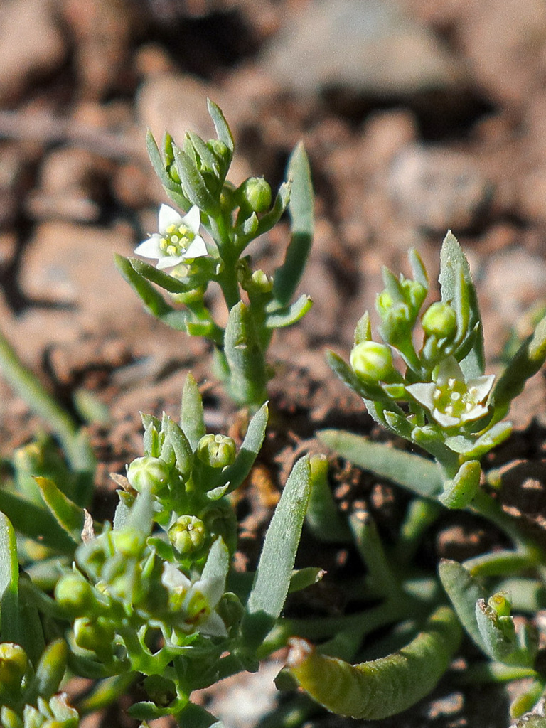 Thesium kyrnosum