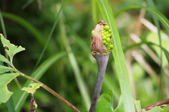 Arisaema serratum