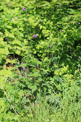 Cirsium schantarense