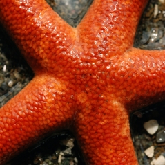 Henricia leviuscula
