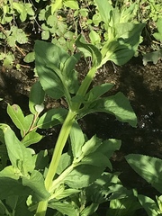 Scrophularia umbrosa