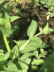 Scrophularia umbrosa