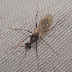 Camponotus inaequalis