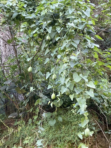 Image of Aristolochia contorta by (c) Jane Charlen, some rights reserved (CC BY)