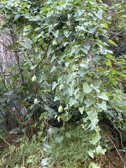 Aristolochia contorta, photograph Jane Charlen, CC BY, iNaturalist via GBIF