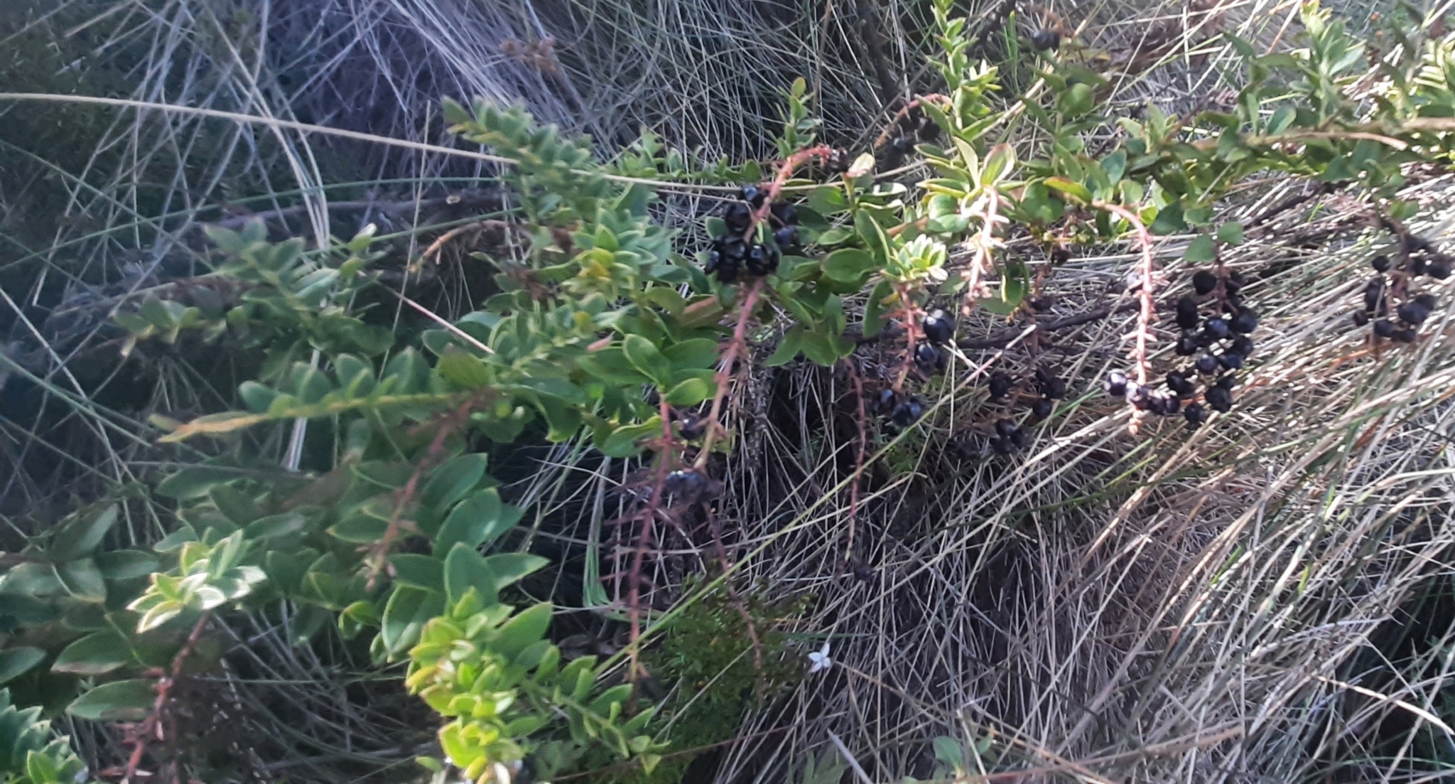 Coriaria ruscifolia image