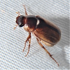 Callistethus marginatus