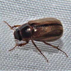 Callistethus marginatus