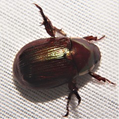Callistethus marginatus