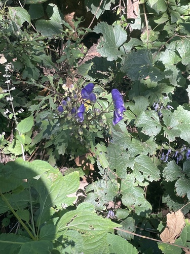 Image of Aconitum kusnezoffii by (c) Jane Charlen, some rights reserved (CC BY)