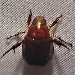 Callistethus marginatus