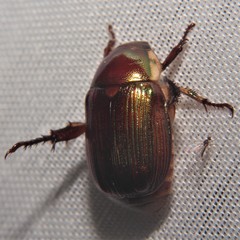 Callistethus marginatus