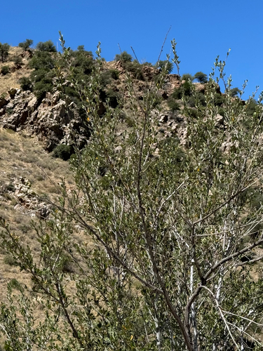 Cercocarpus breviflorus, photograph 2