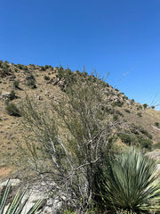 Cercocarpus breviflorus, photograph CK2AZ, CC BY, iNaturalist via GBIF