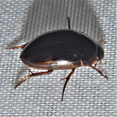 Tropisternus collaris viridis