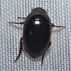 Tropisternus collaris viridis