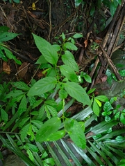 Cyclocodon lancifolius