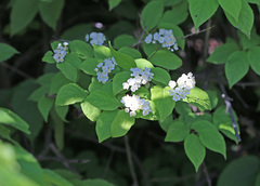 Deutzia parviflora