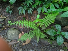 Pseudocyclosorus esquirolii