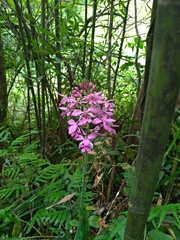 Calanthe masuca