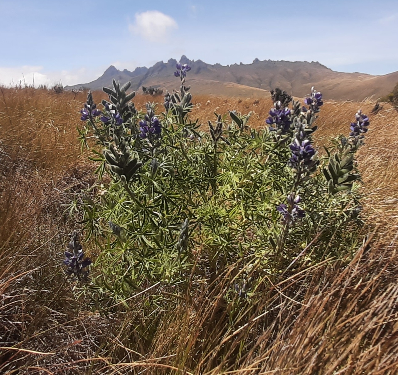 Lupinus image