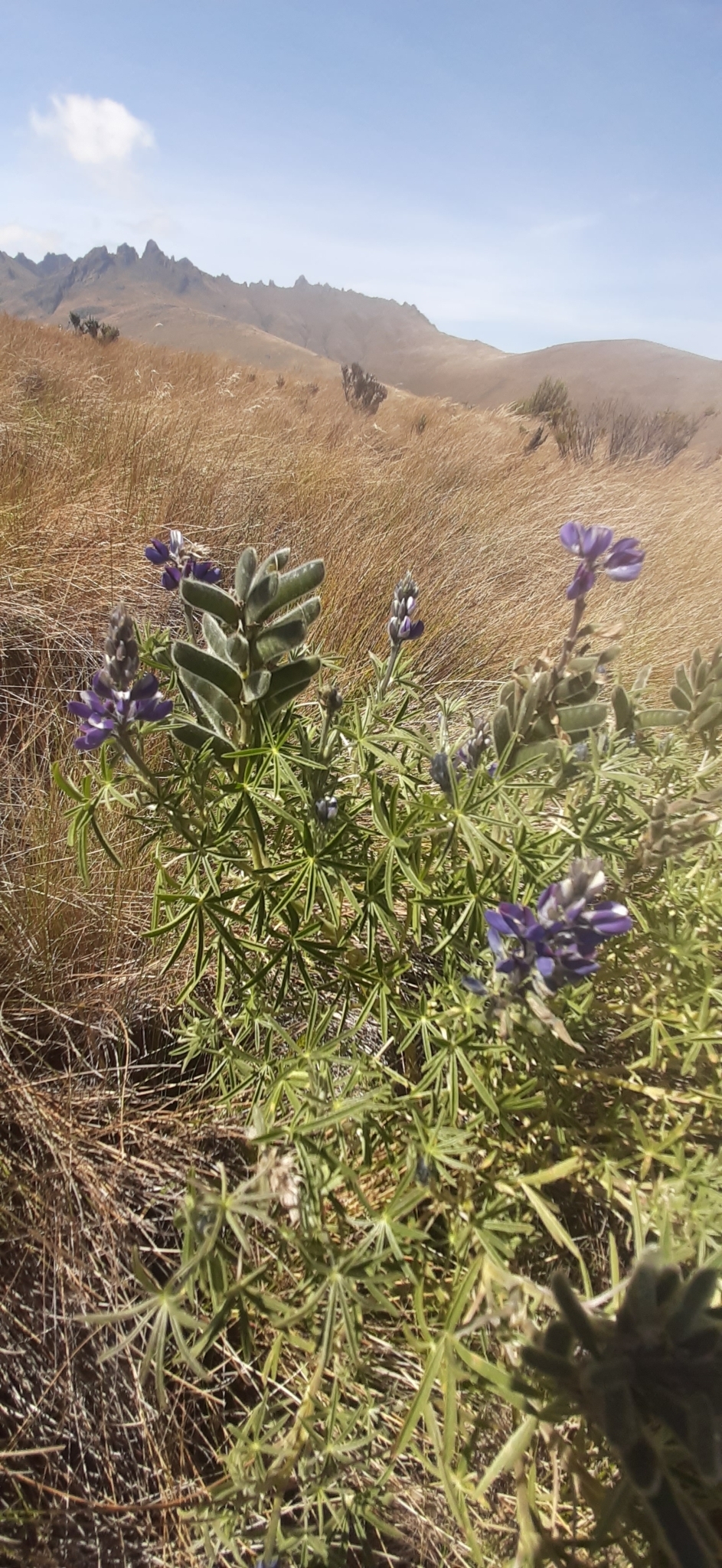 Lupinus pubescens image