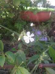 Silene latifolia