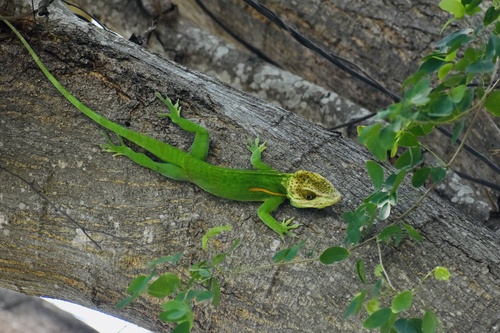 Smallwood's Anole