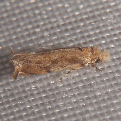 Erechthias minuscula