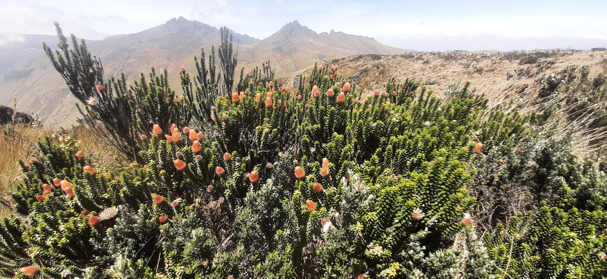 Chuquiraga image