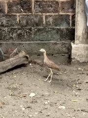 Burhinus