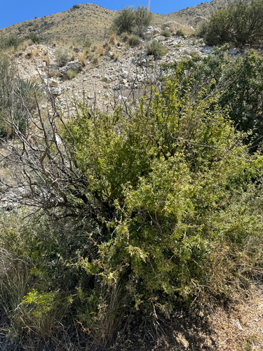Image of Berberis haematocarpa by (c) CK2AZ, some rights reserved (CC BY)
