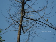 Empidonax fulvifrons